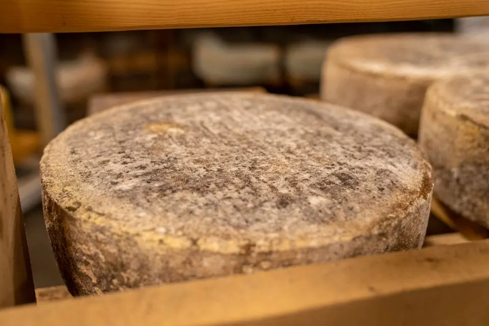 Fromagerie Les Martel — Close-up of aged cheese wheels stored in a rustic, natural environment, displaying rich textures.