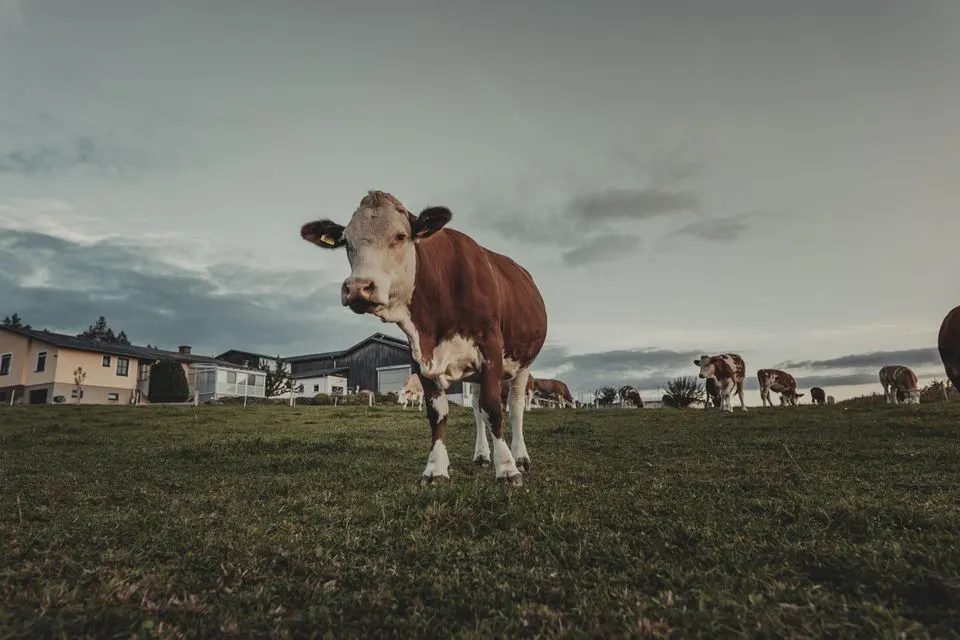 Gasthof Hirschen — A serene scene of cows grazing in the fields of Steiermark, Austria during dusk.