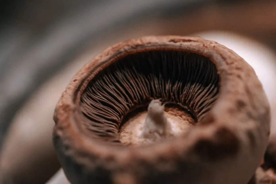 Gilles Varone — Detailed close-up of a fresh mushroom showing texture and gills in warm tones.