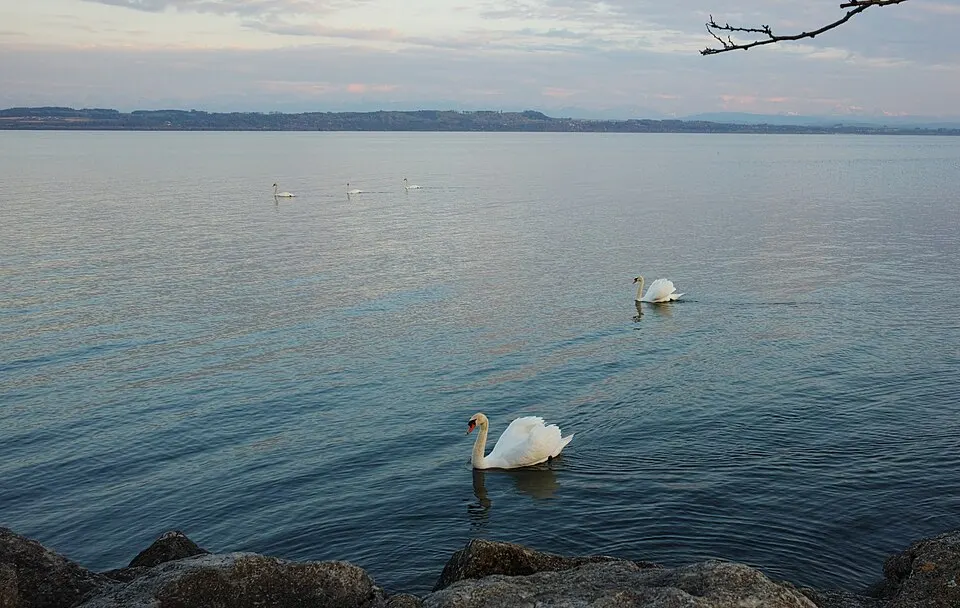 Lake Neuchâtel Cygnus olor 2015 04 19 a