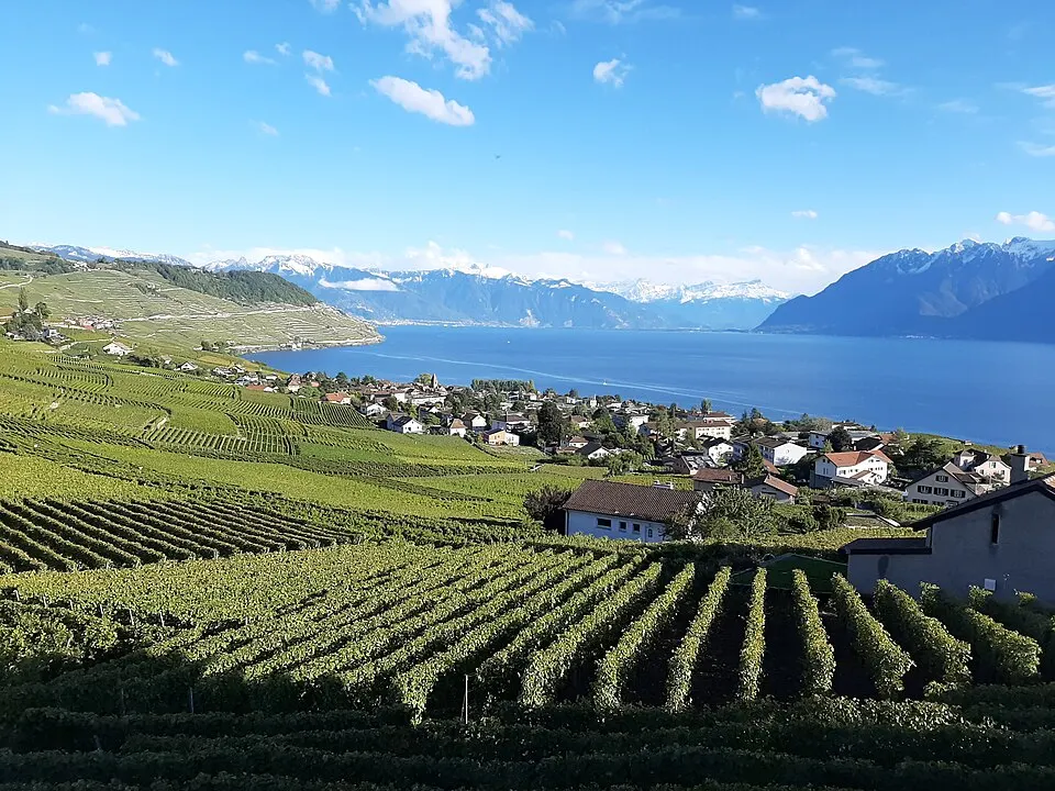 Lavaux, Vineyard Terraces — Lavaux in summer