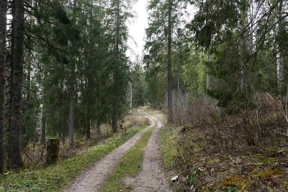No. 7 Jura Route — Winding path through lush Swiss Jura forest highlighting natural serenity.