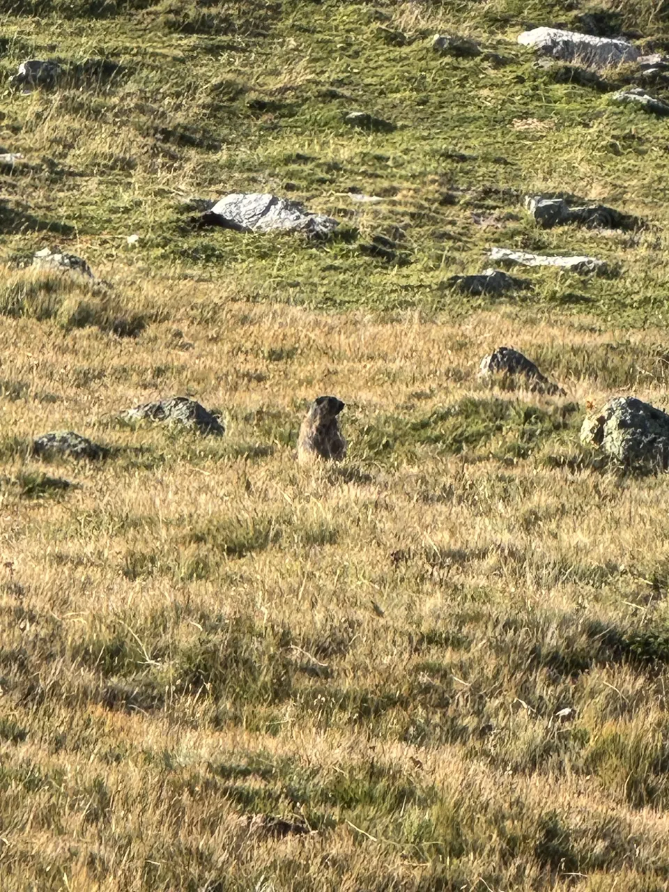 Muottas Muragl funicular — A marmot above Muottas Muragl
