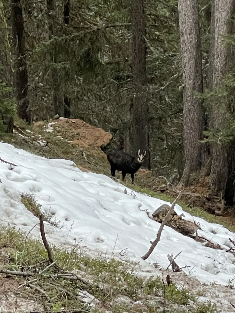 A chamois in the forest above Saas-Fee